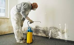 Trusted Georgetown, TX Mold Removal Experts